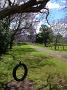 jacaranda-2010 030